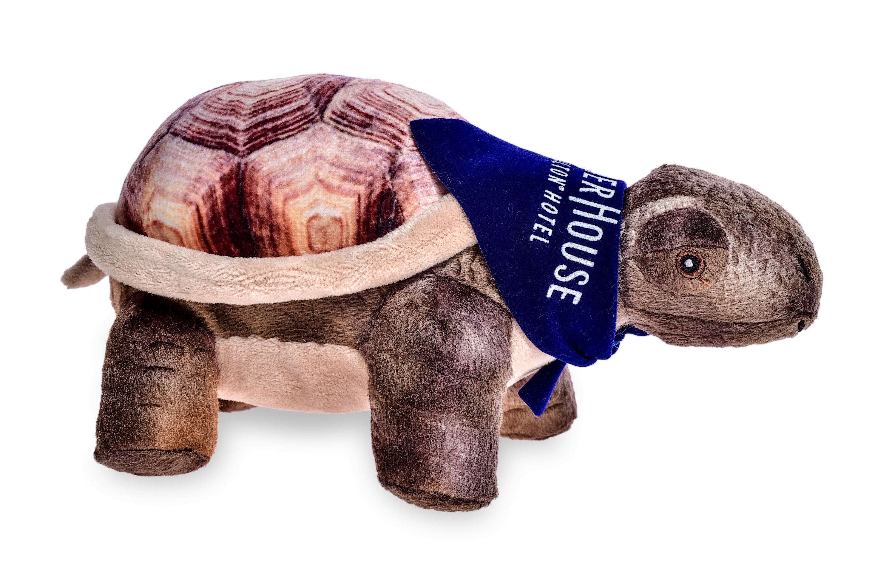 8" Desert Tortoise Turtle 2