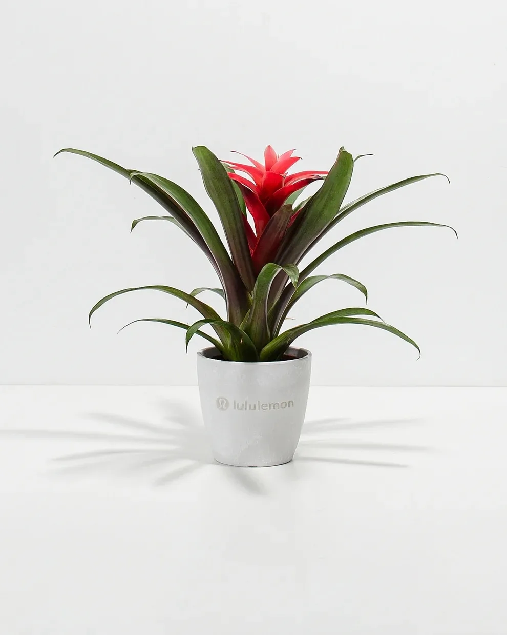 Assorted Bromeliad Plant Kit