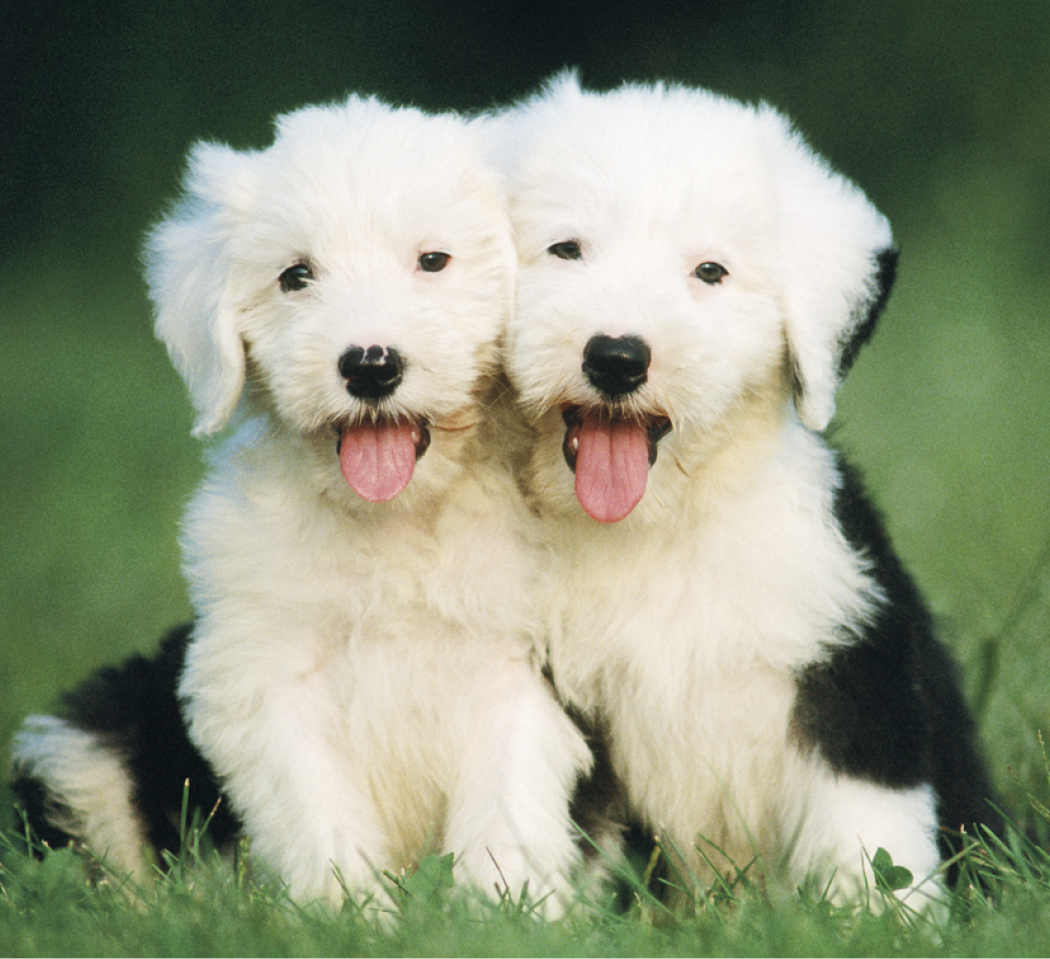 Good Value™ Puppies & Kittens - Mini Calendar 35