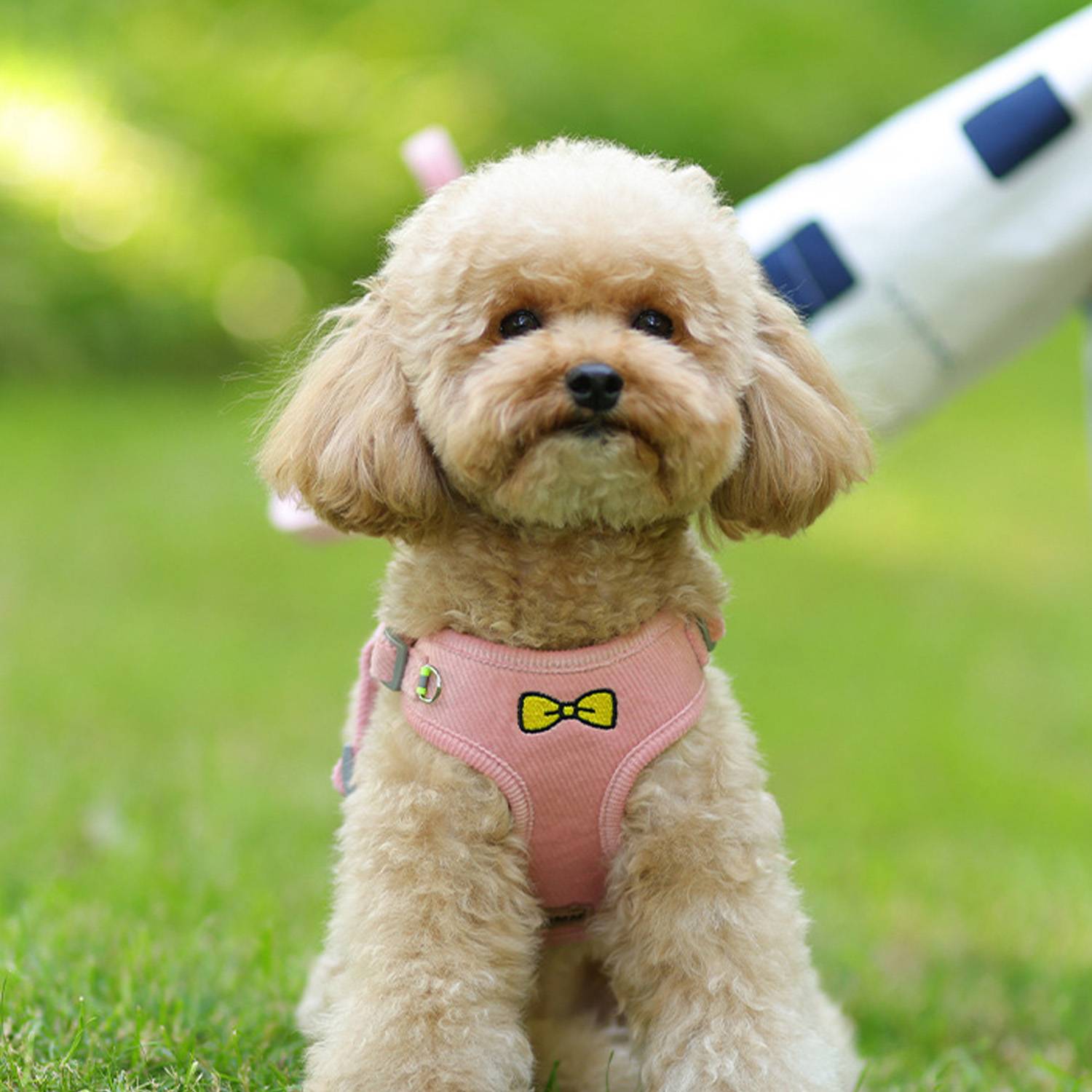 Breathable Pet Harness w/ Leash 6