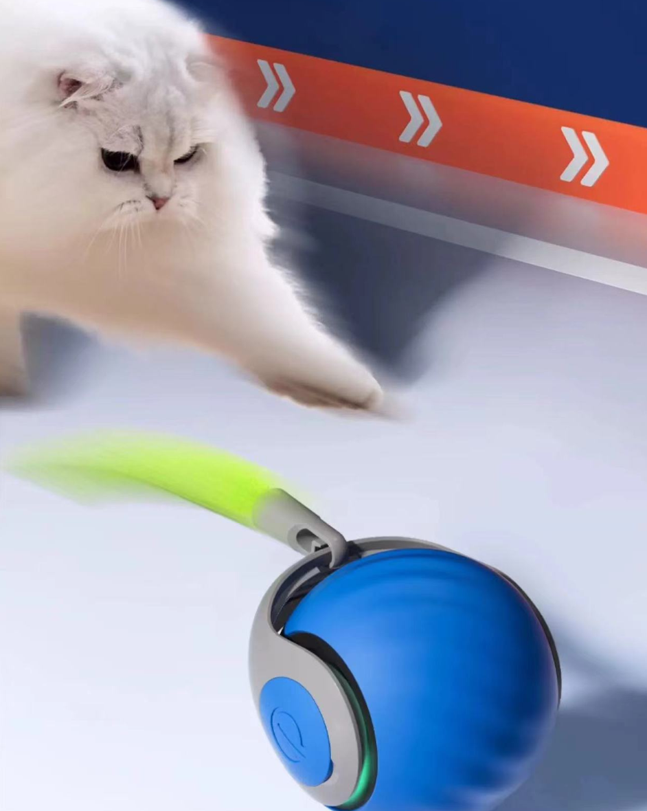 Indoor Cats Fast Rolling on Carpet 2