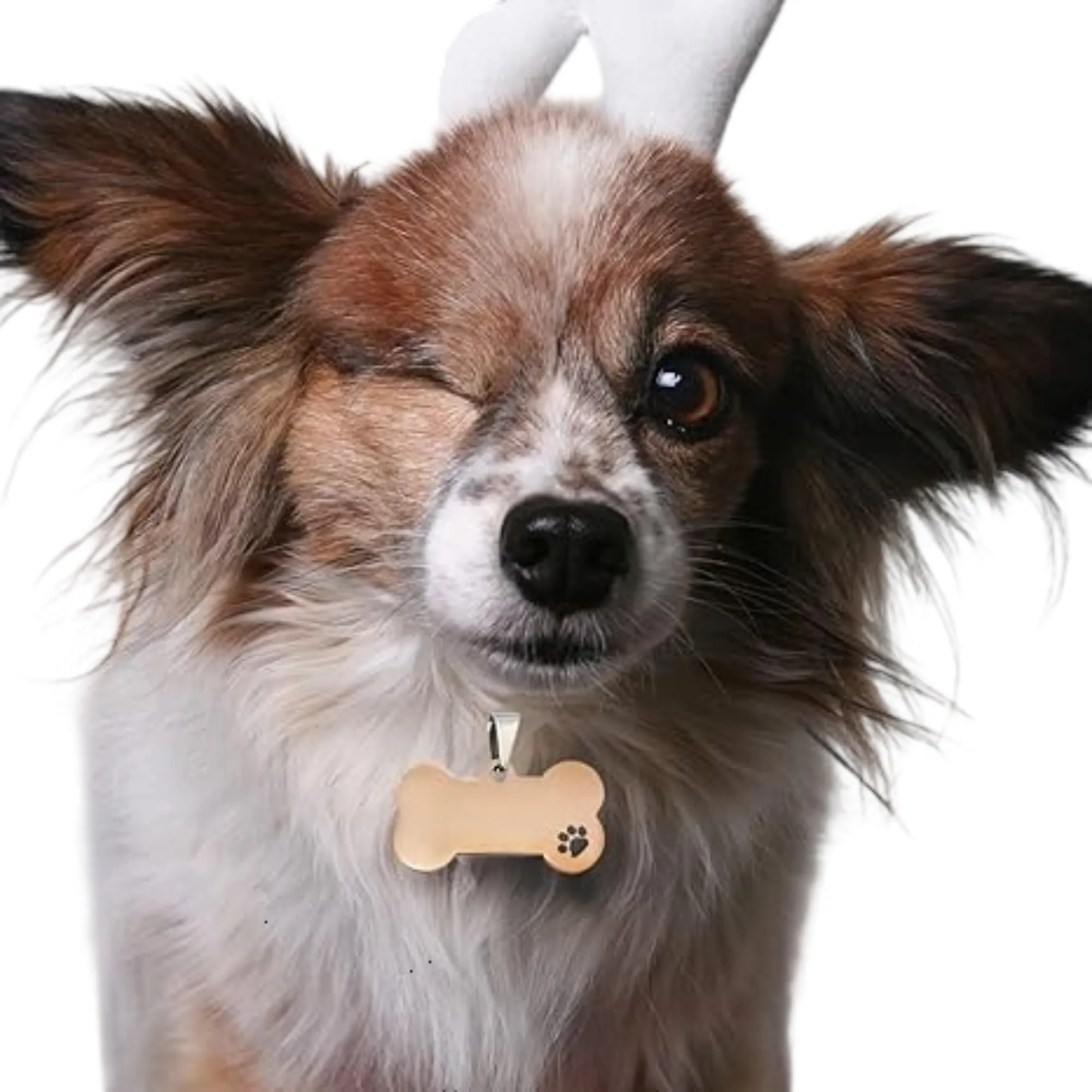 Durable and PetCollar Decoration Free Shipping 4