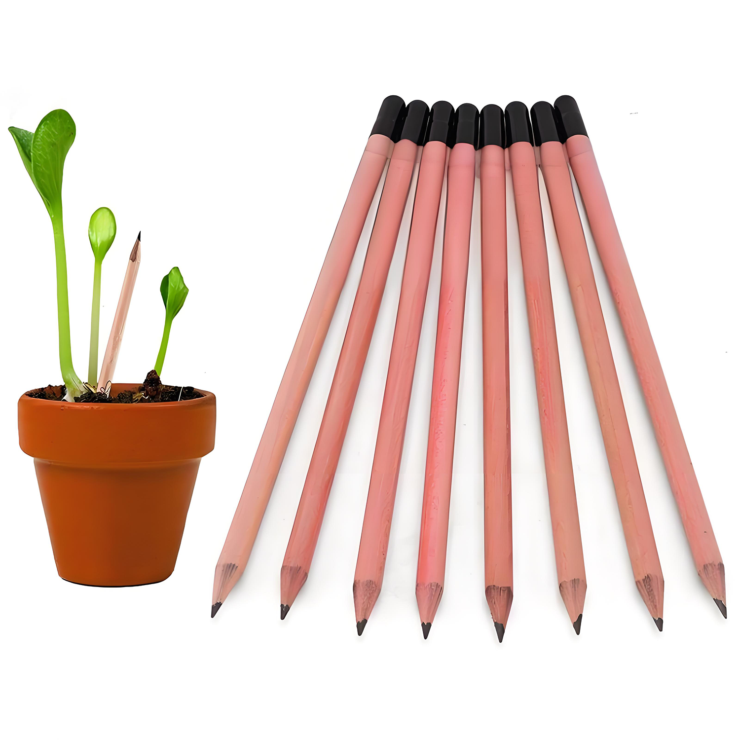 Customized daisy seed germination pencil 6
