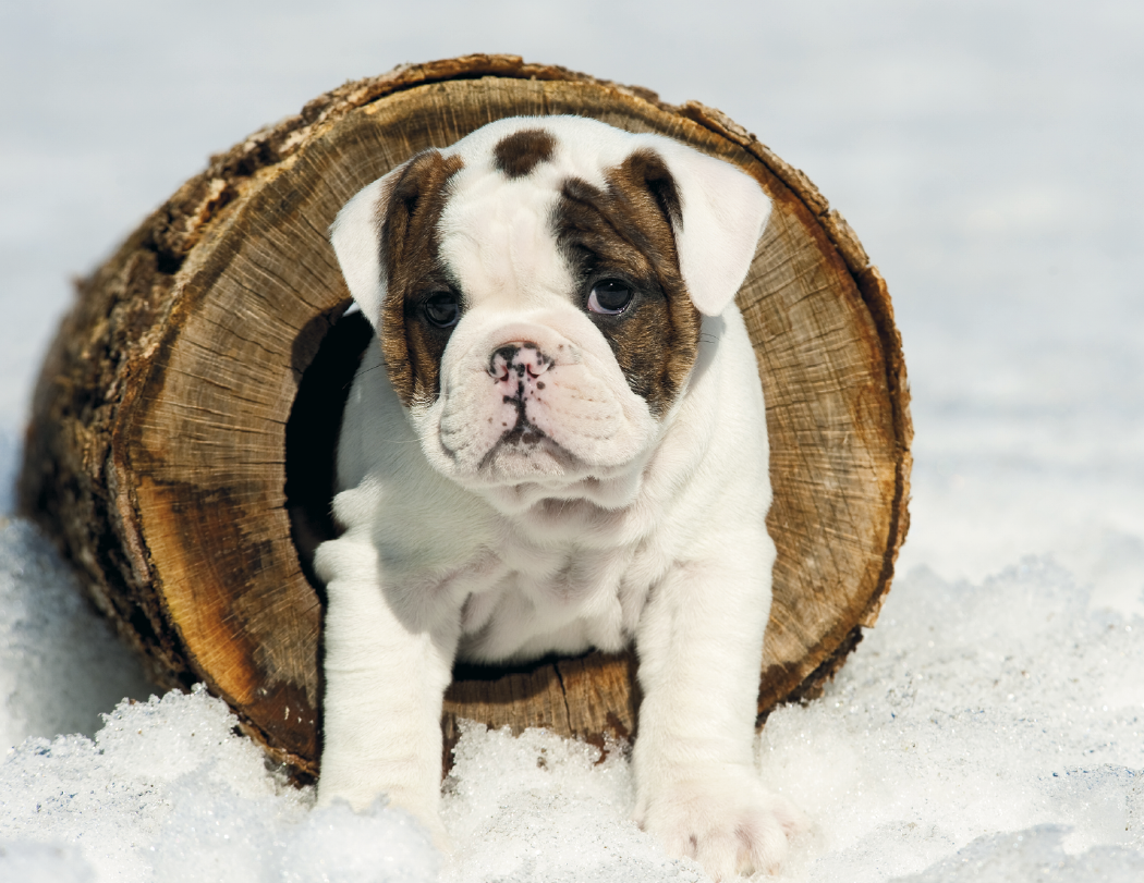 HotLine® Products Four Paws Appointment Calendar - Stapled 27