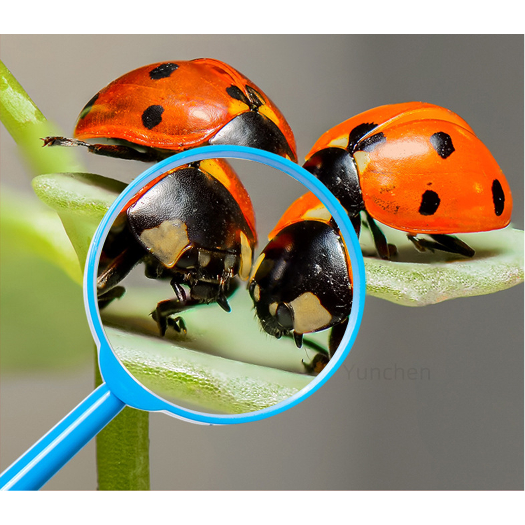 Plastic Handheld Magnifying 6