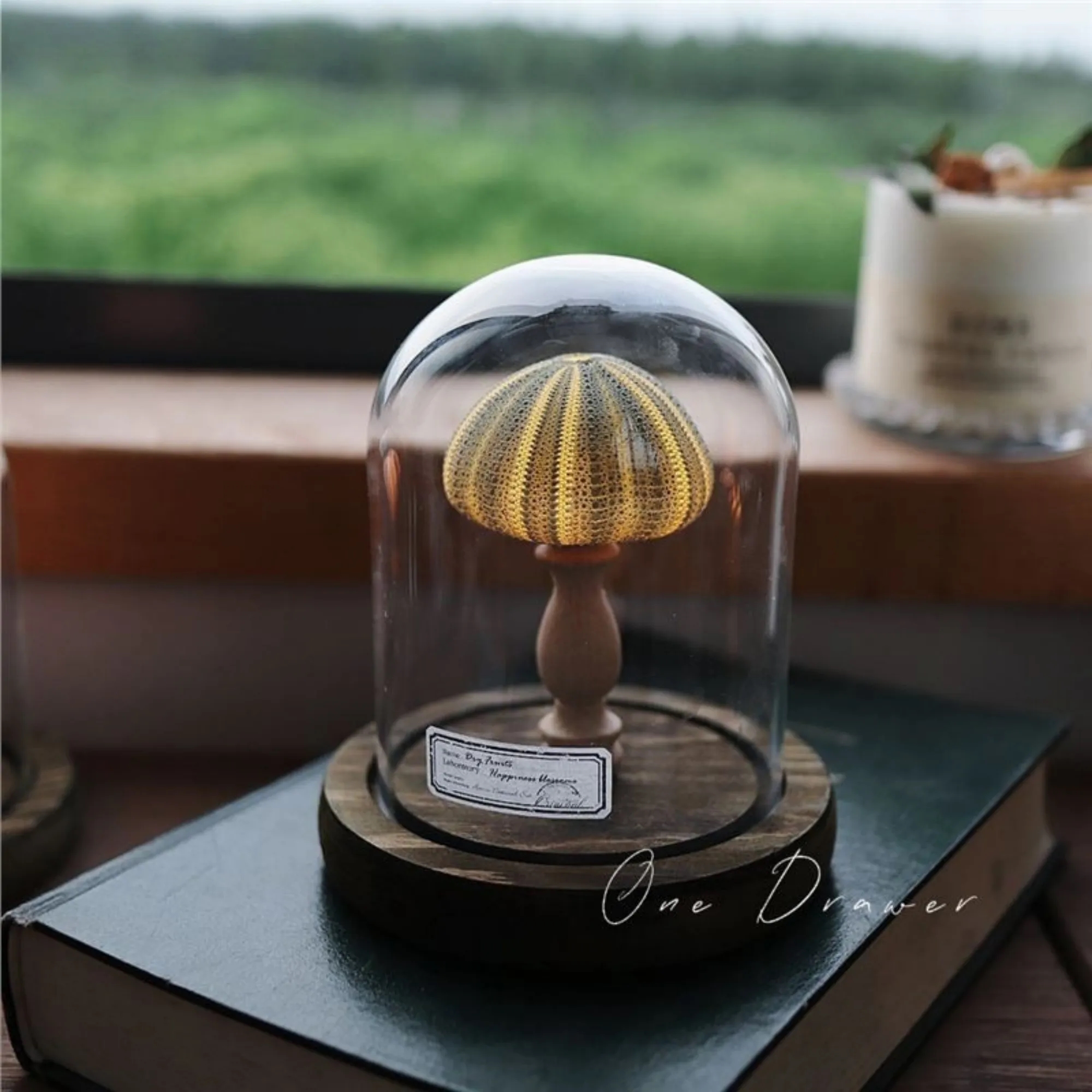 Illuminated Seashell Ornament Ambient 3