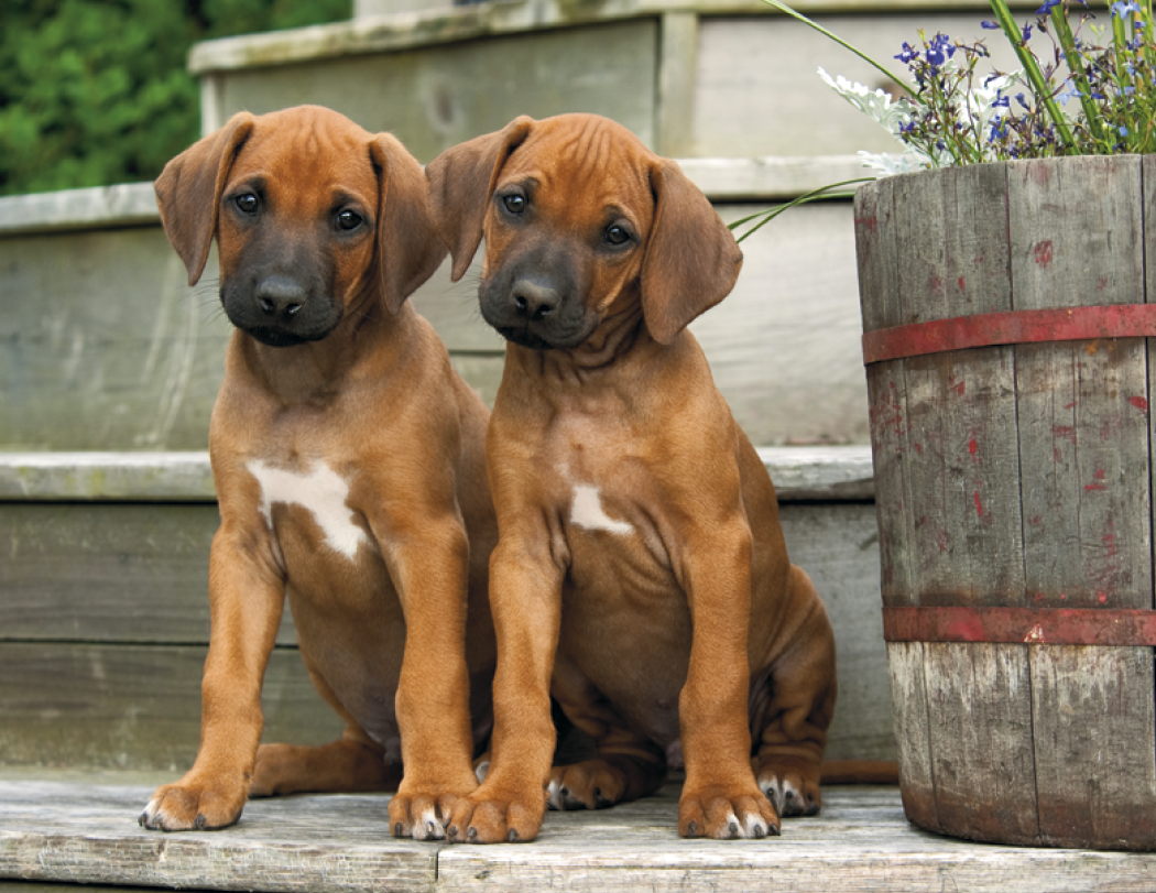 Triumph® Calendars Puppies Calendar 38