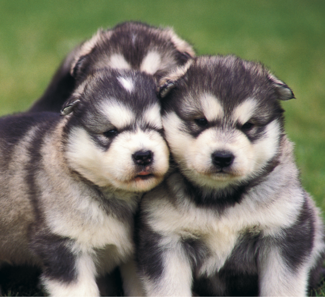 Good Value™ Puppies & Kittens - Mini Calendar 22