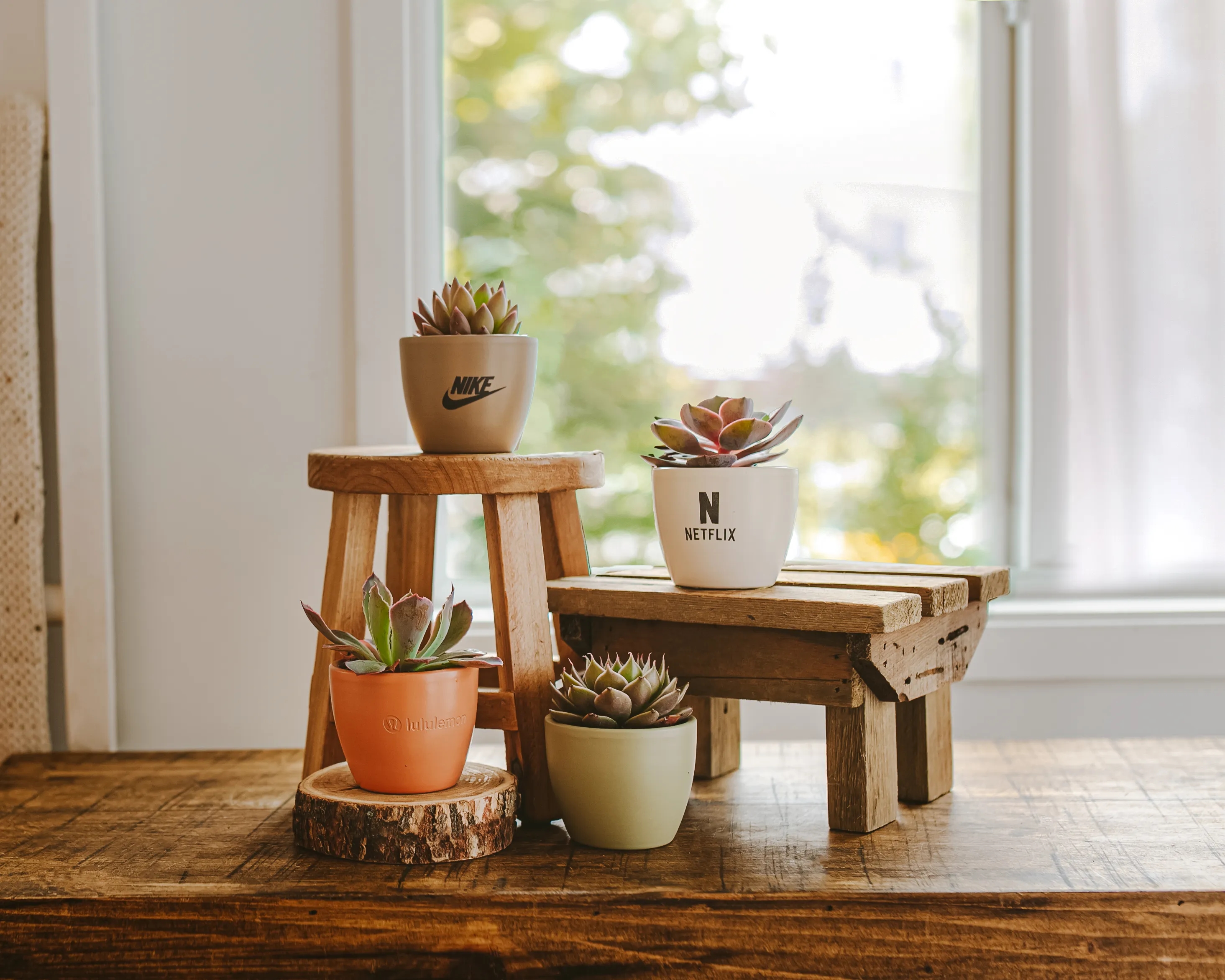 Petite Assorted Succulent Plant Kit