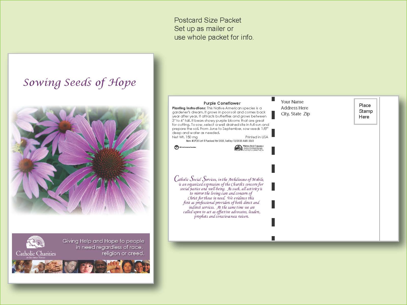 Purple Coneflower Seed Packet - Postcard Mailer Size 4" x 6.5" 2
