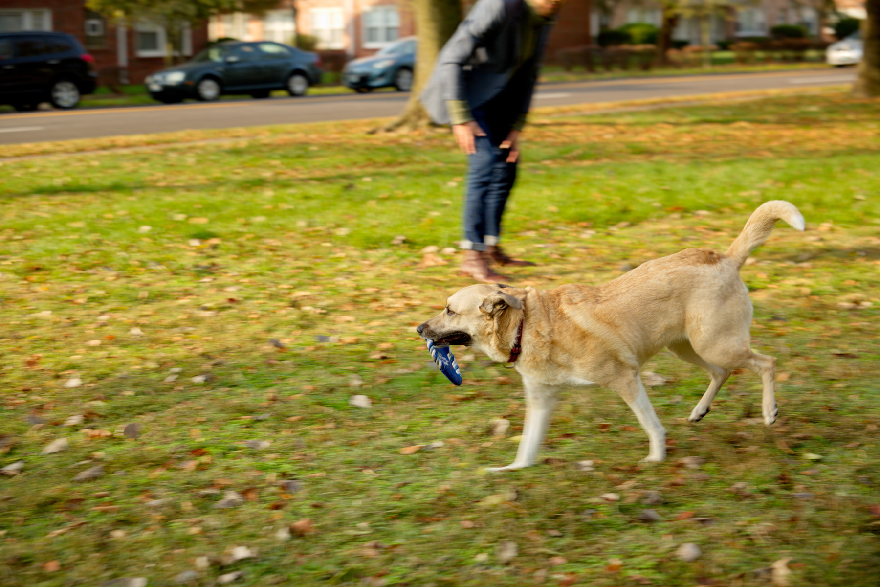 Fetch-It Dog Toy 8