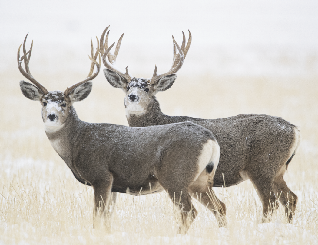 HotLine® Products Wildlife Appointment Calendar - Stapled 45