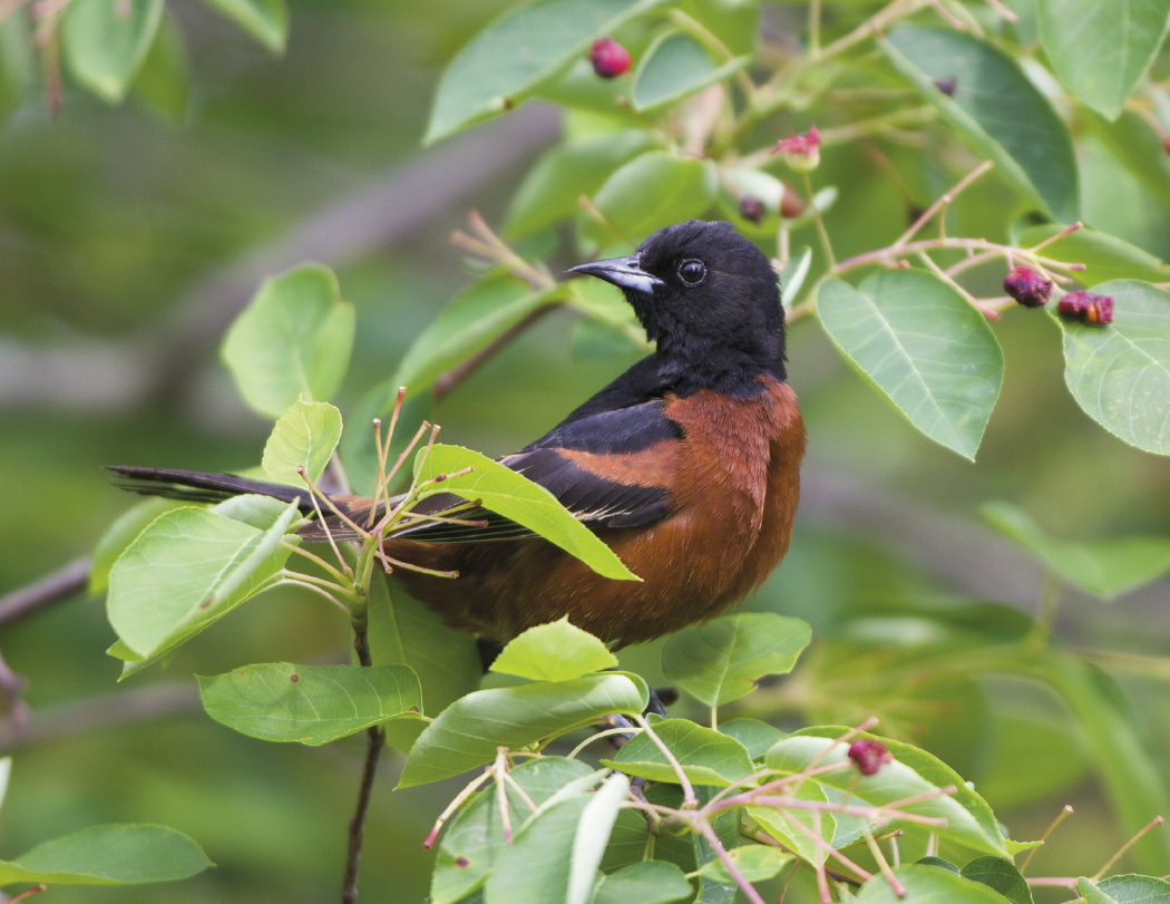 HotLine® Products Songbirds Appointment Calendar - Stapled 8