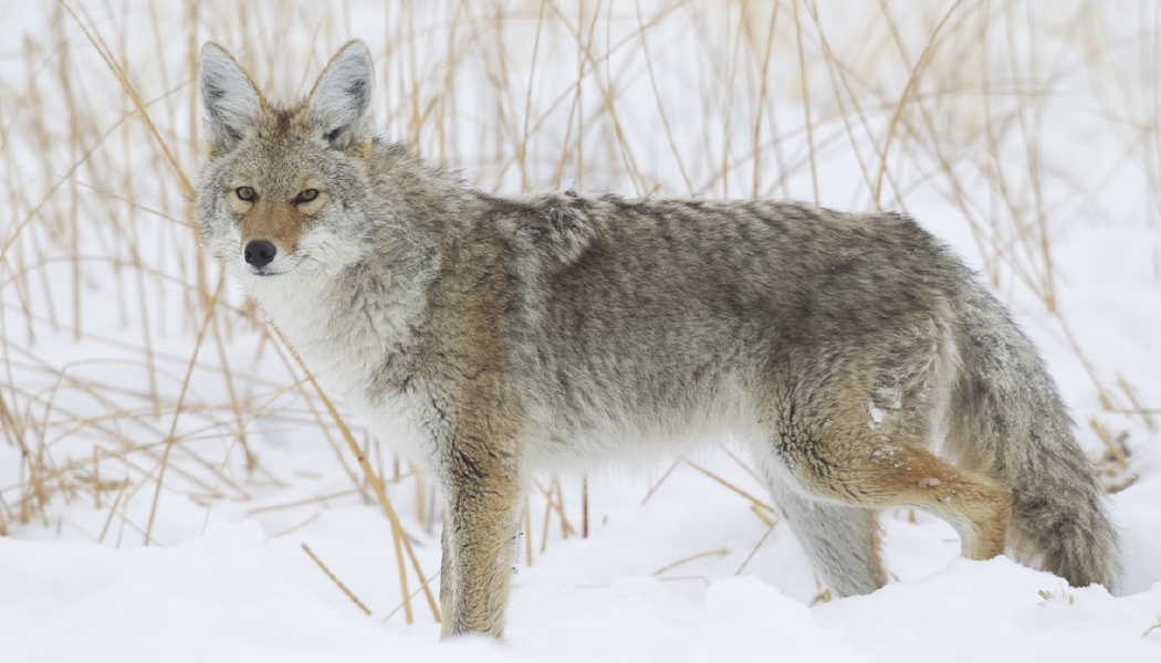 Triumph® Calendars North American Wildlife Calendar 2