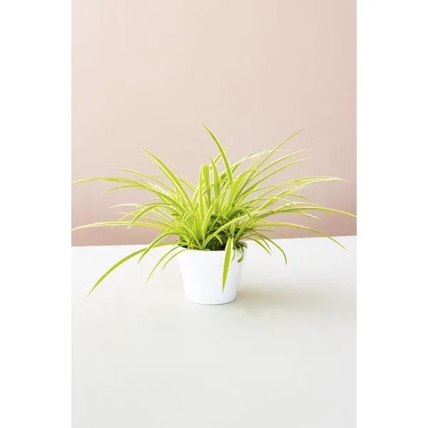 Spider Plant