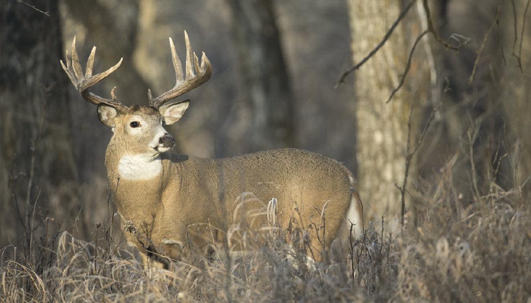 Triumph® Calendars North American Wildlife Calendar