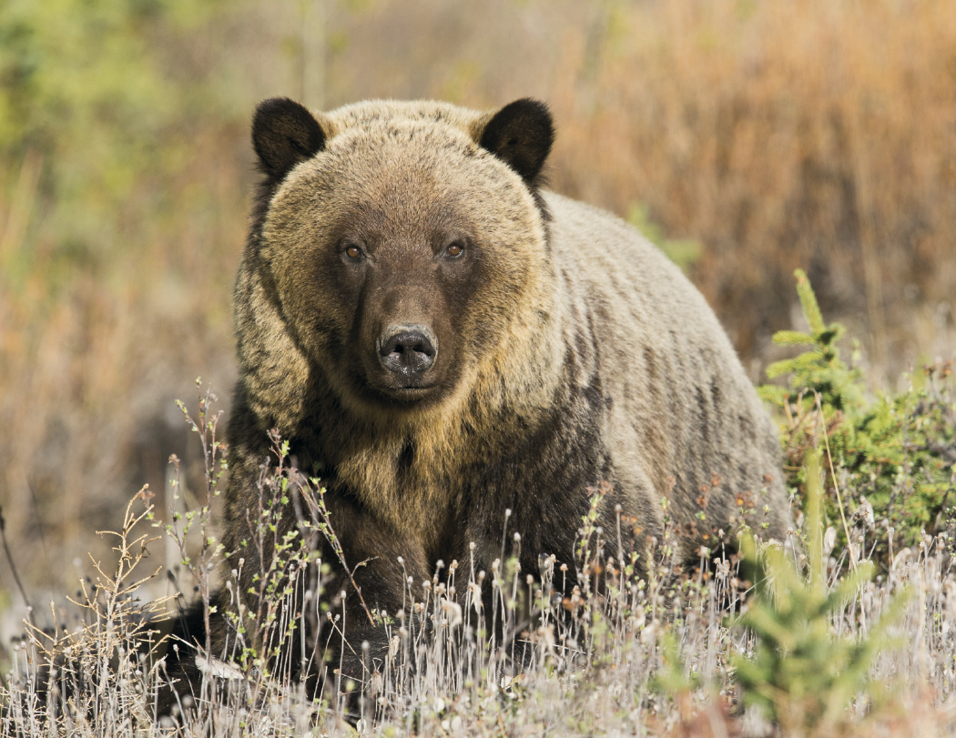 Good Value™ Wildlife Portraits - Spiral Calendar 47