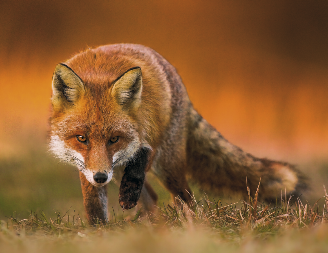 Triumph® Calendars Sportsman Calendar 20