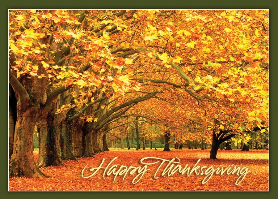 Canopy of Gold Thanksgiving Greeting Card 2