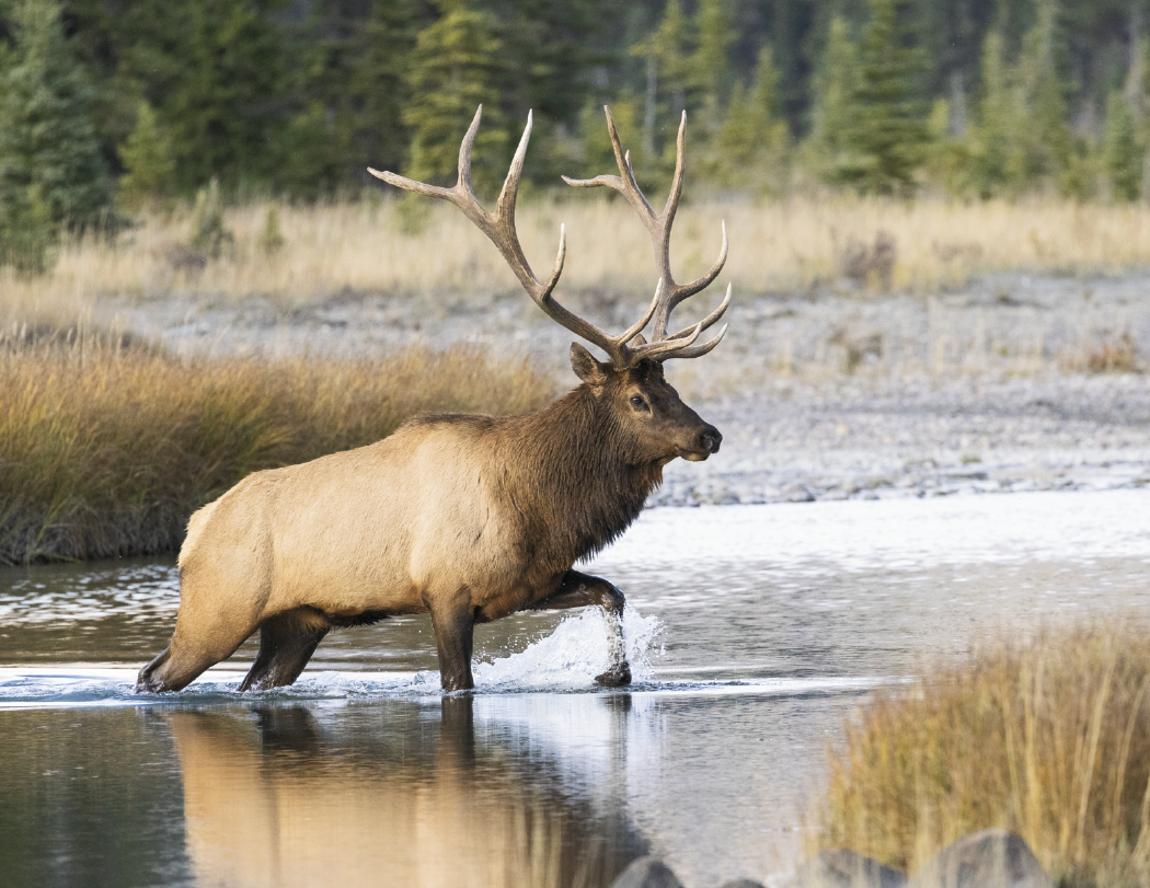 Good Value™ Wildlife Portraits - Spiral Calendar 54