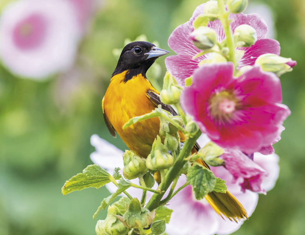 HotLine® Products Songbirds Appointment Calendar - Stapled 43