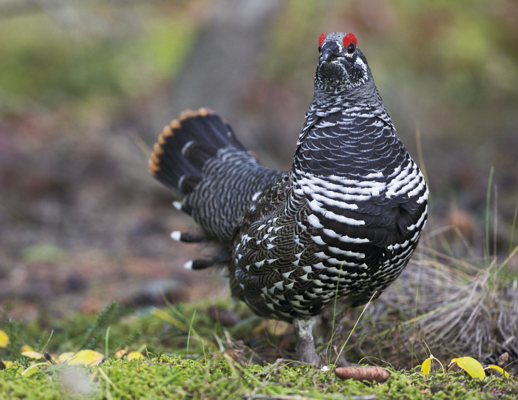 HotLine® Products Wildlife Appointment Calendar - Stapled 10