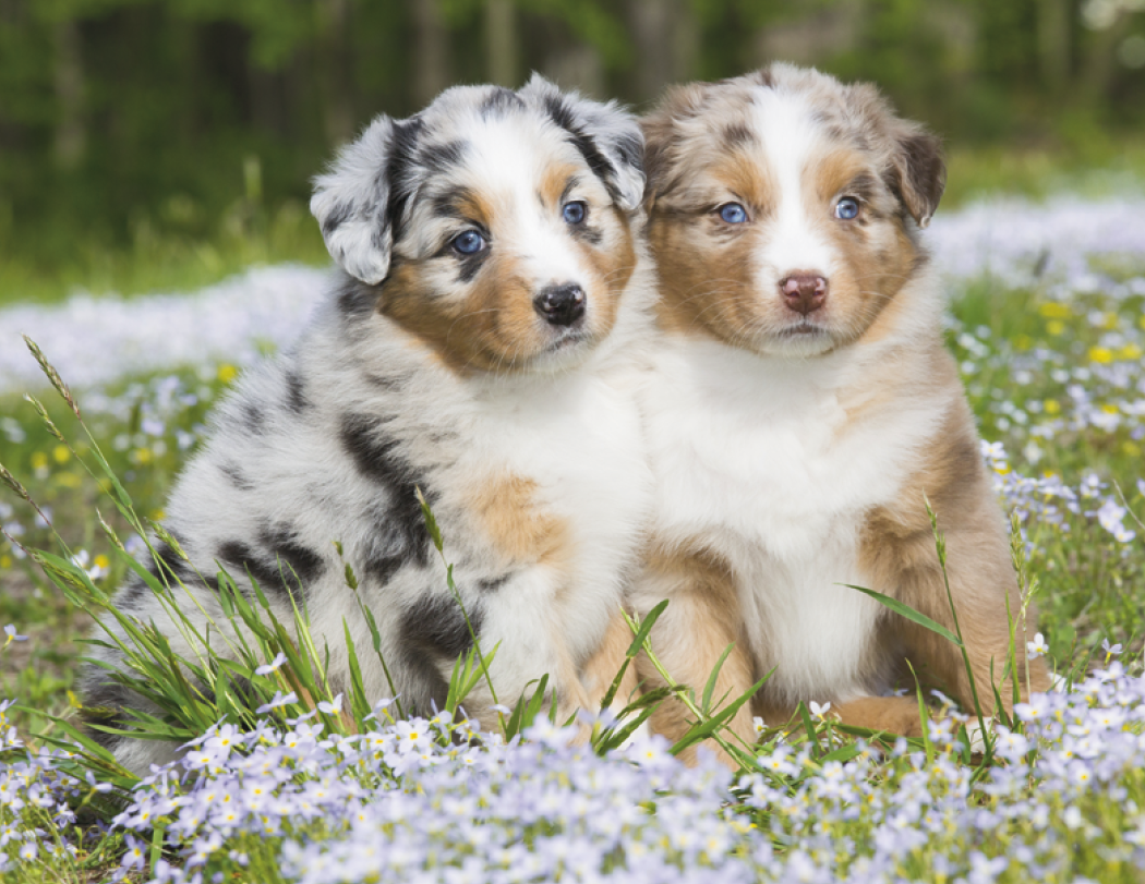 HotLine® Products Four Paws Appointment Calendar - Stapled 73