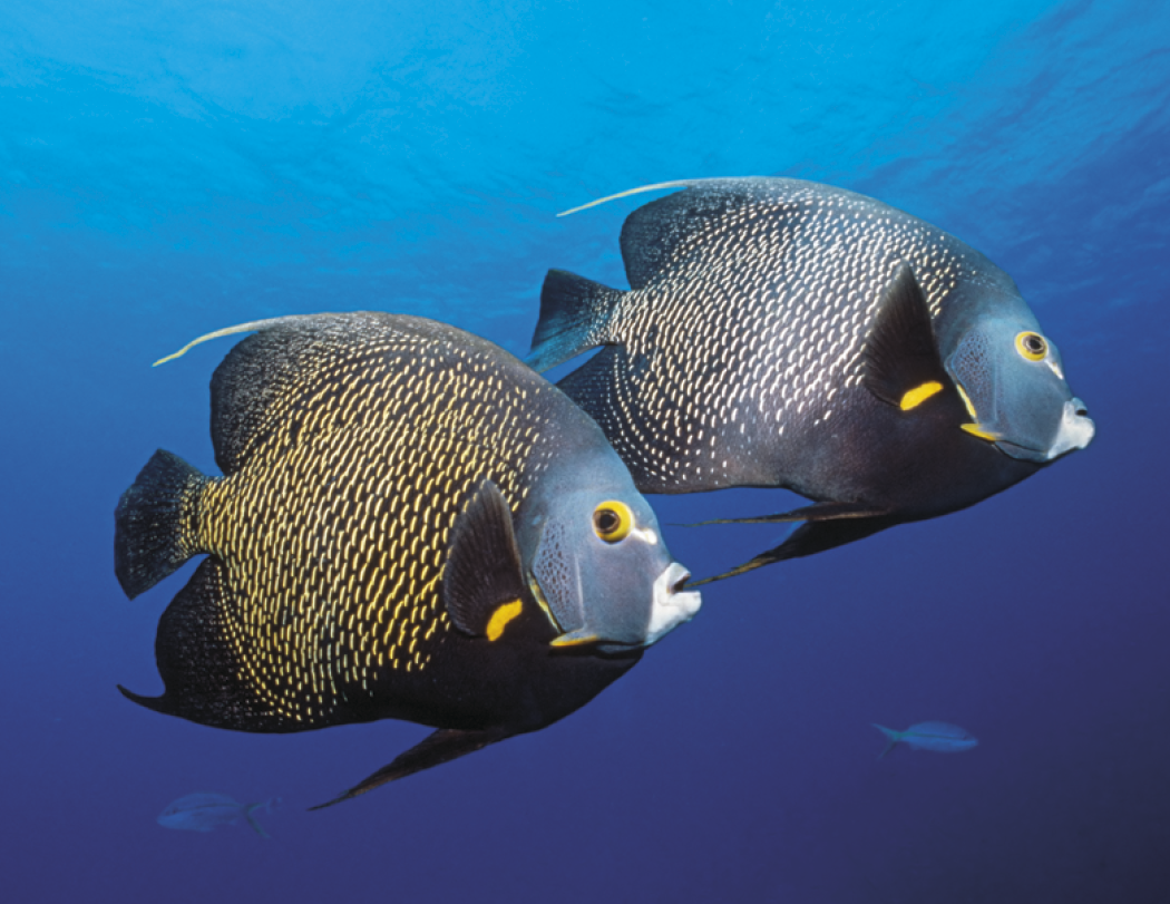 Good Value™ Ocean Glory - Stapled Calendar 45