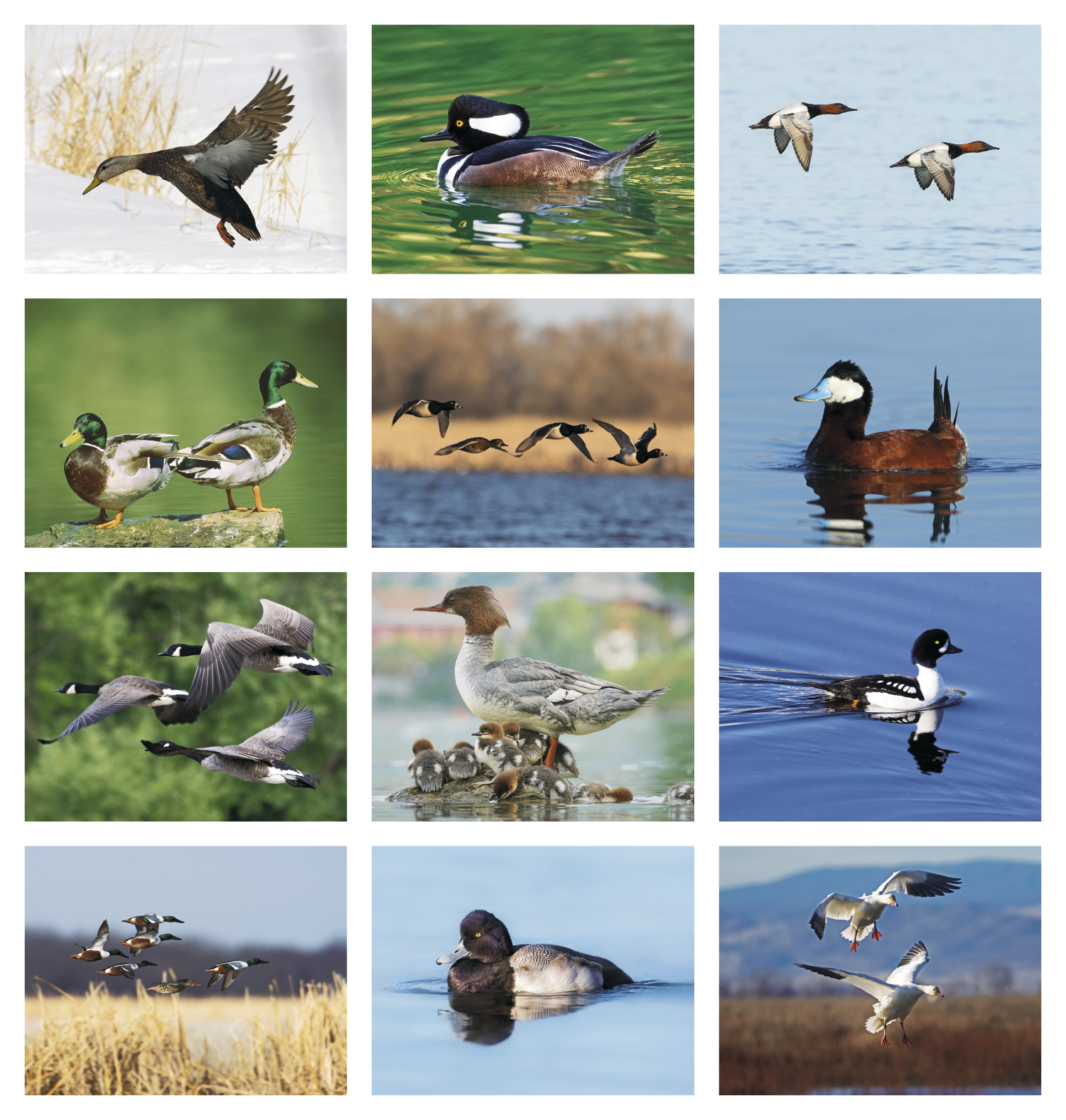 Good Value™ Waterfowl - Stapled Calendar 14