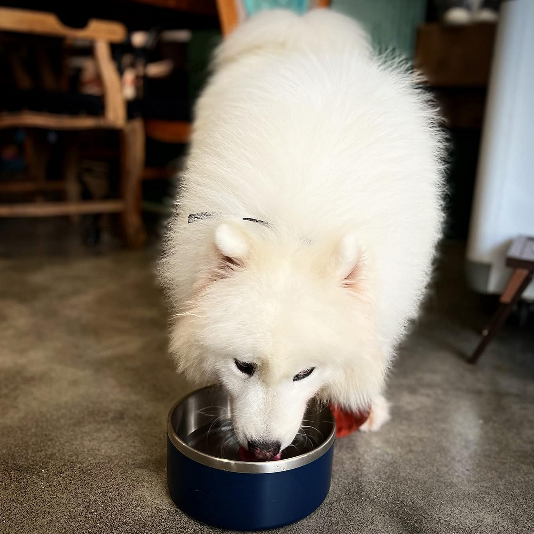 Stainless Steel Pet Dog Feeding Bowl 3