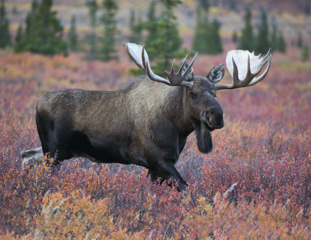 Triumph® Calendars Southcentral Sportsman Calendar 9