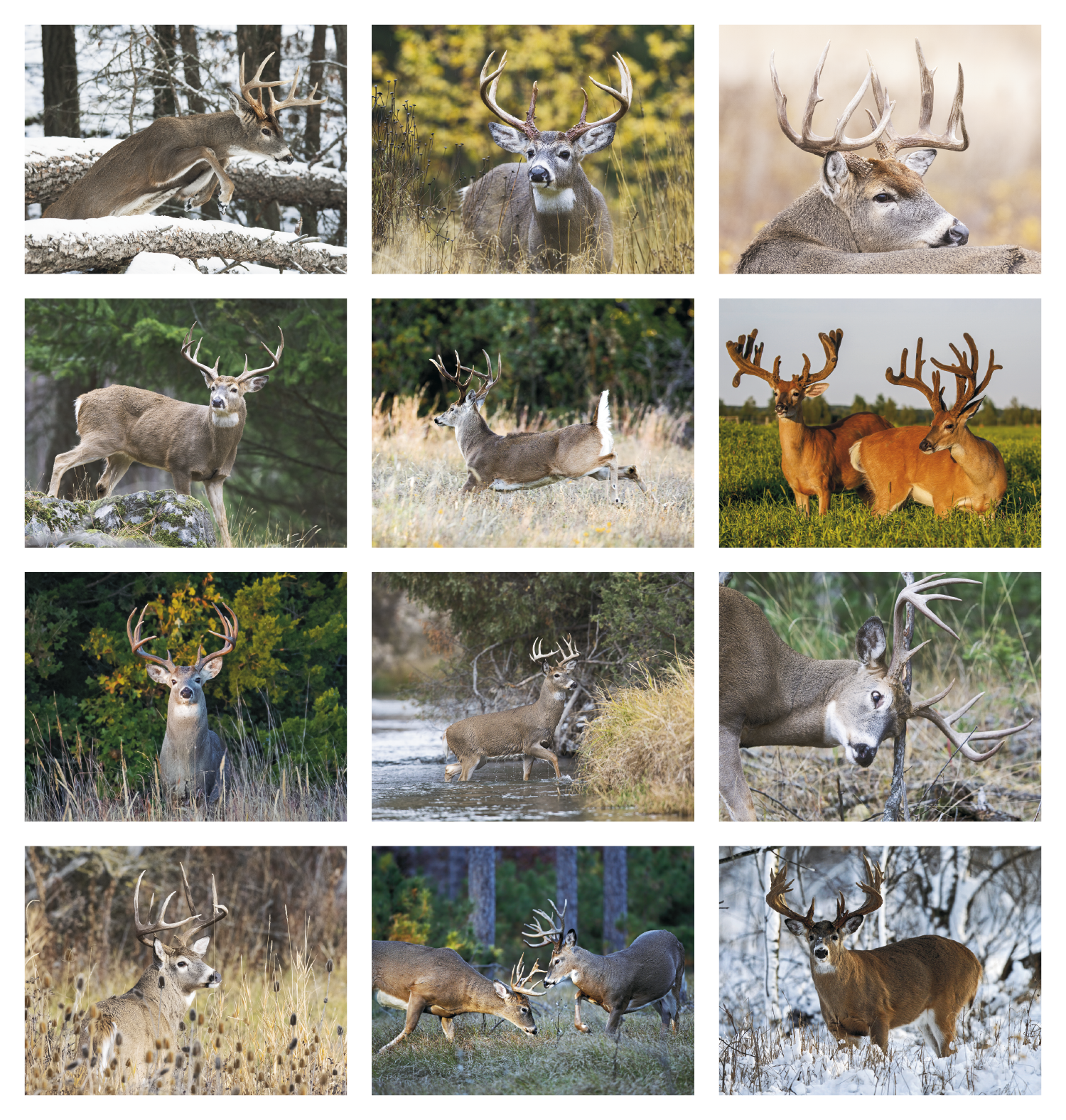 HotLine® Products Trophy Whitetail Deer Appointment Calendar - Stapled 19