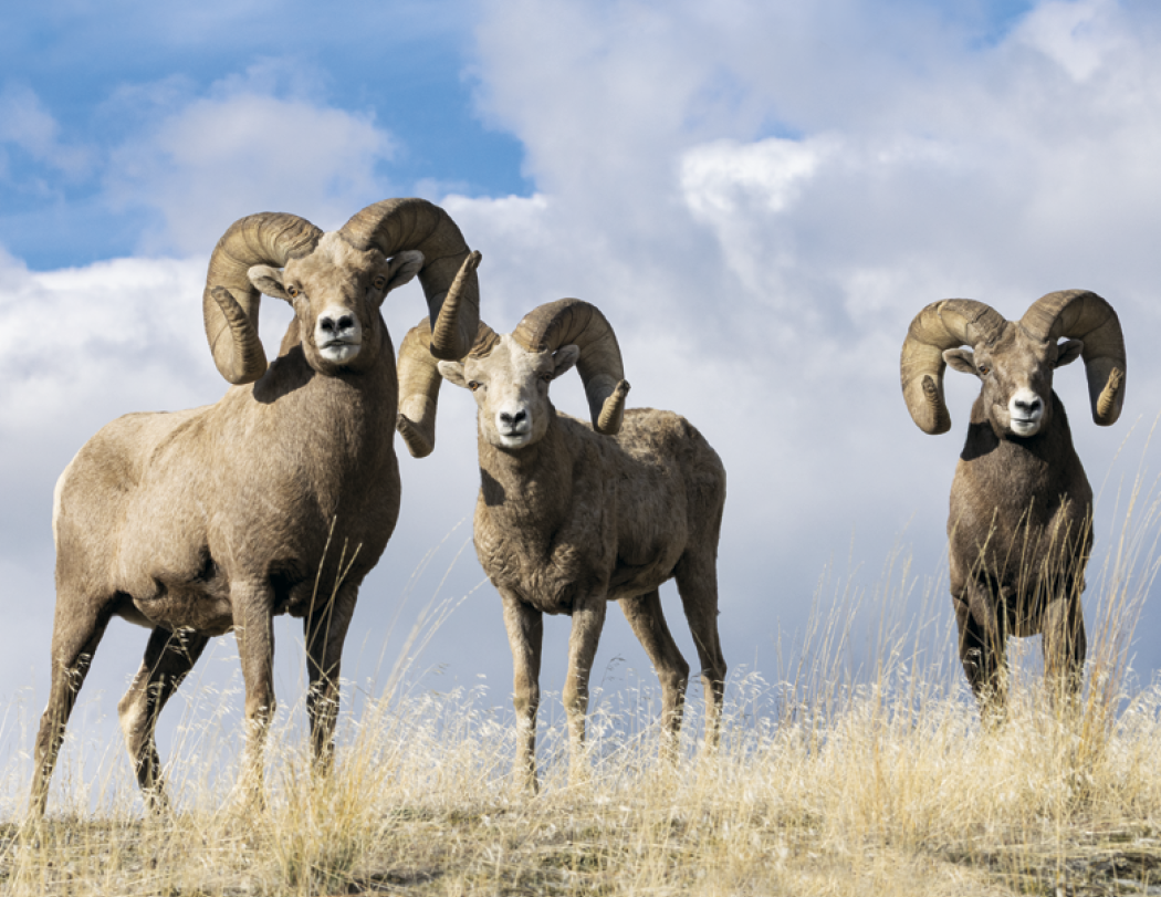 Triumph® Calendars Sportsman Calendar 61