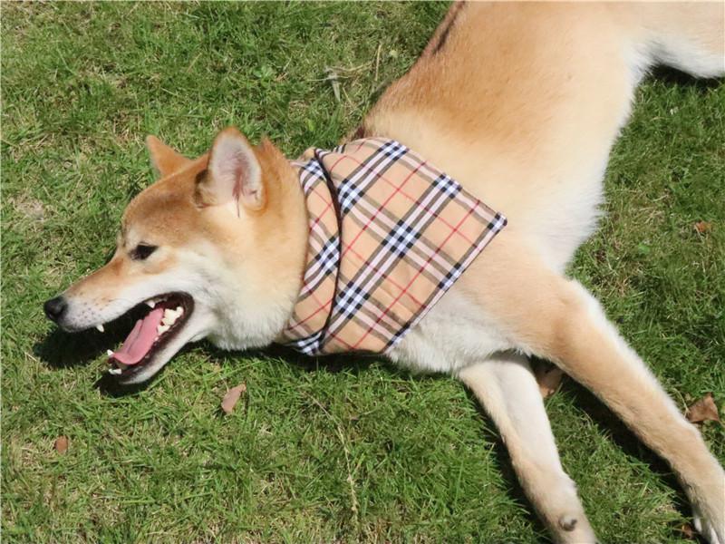 Custom Dog Bandana 10