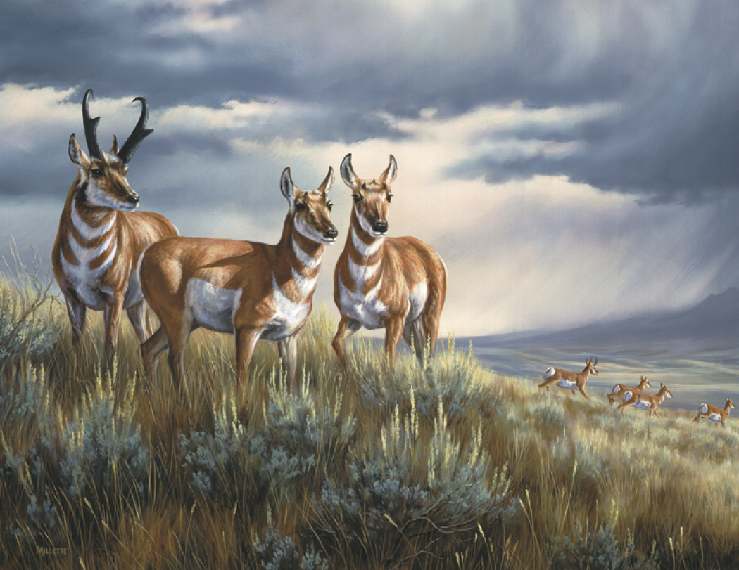 HotLine® Products Wildlife Collection Appointment Calendar - Stapled 35