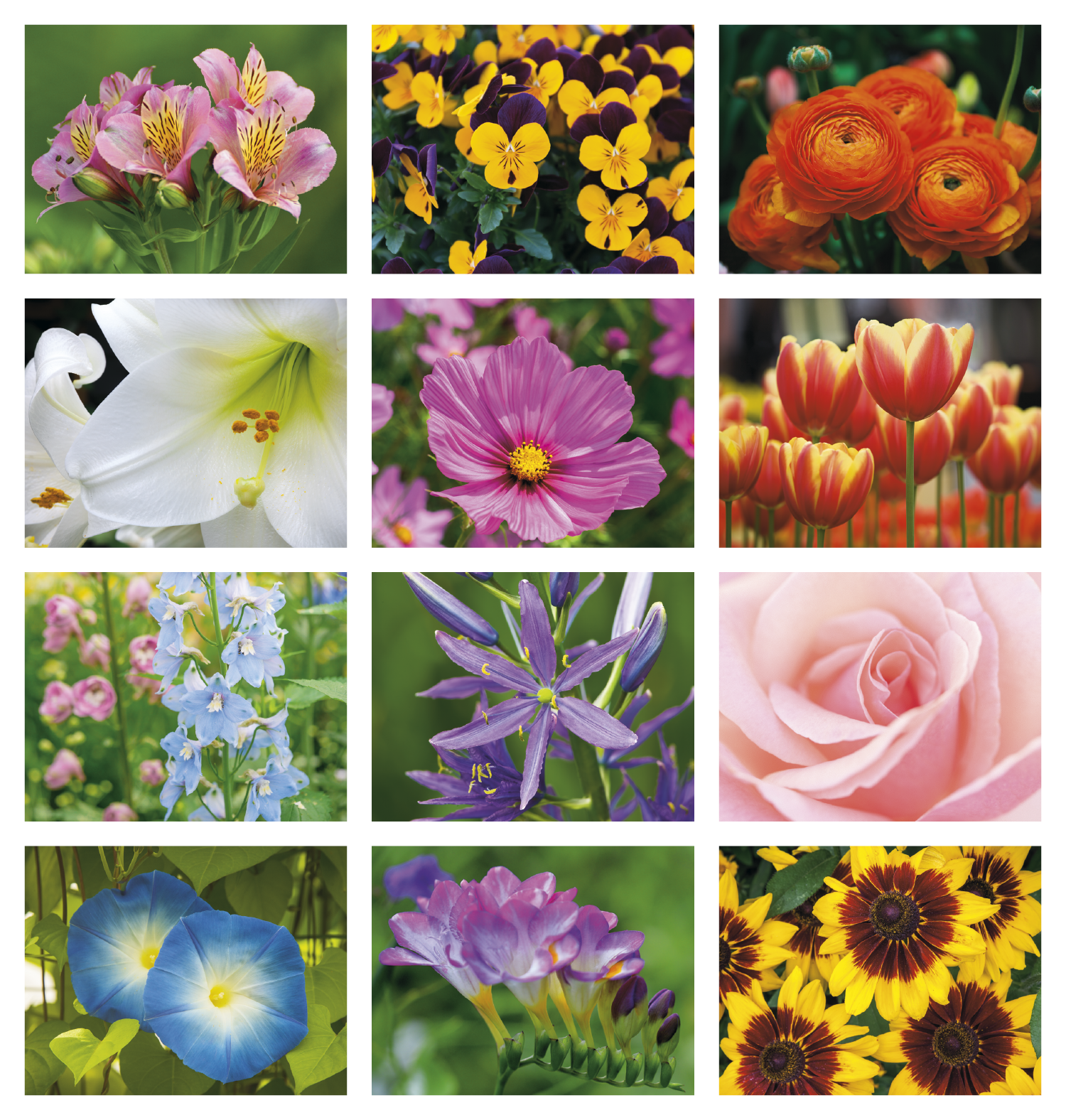 Good Value™ Flowers - Spiral Calendar 49