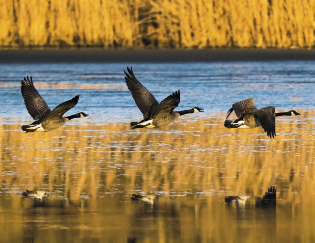Triumph® Calendars Sportsman Calendar 86