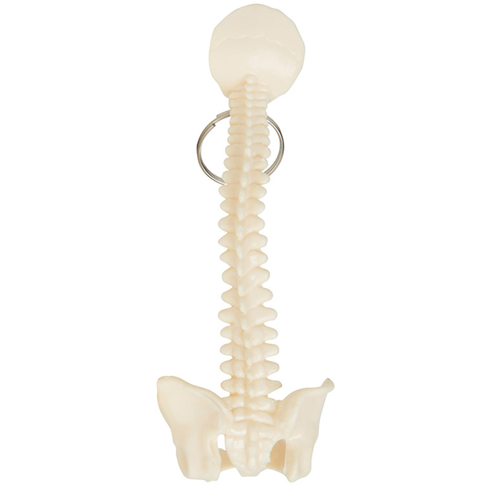 Spine and Pelvis Bone Keyring 2