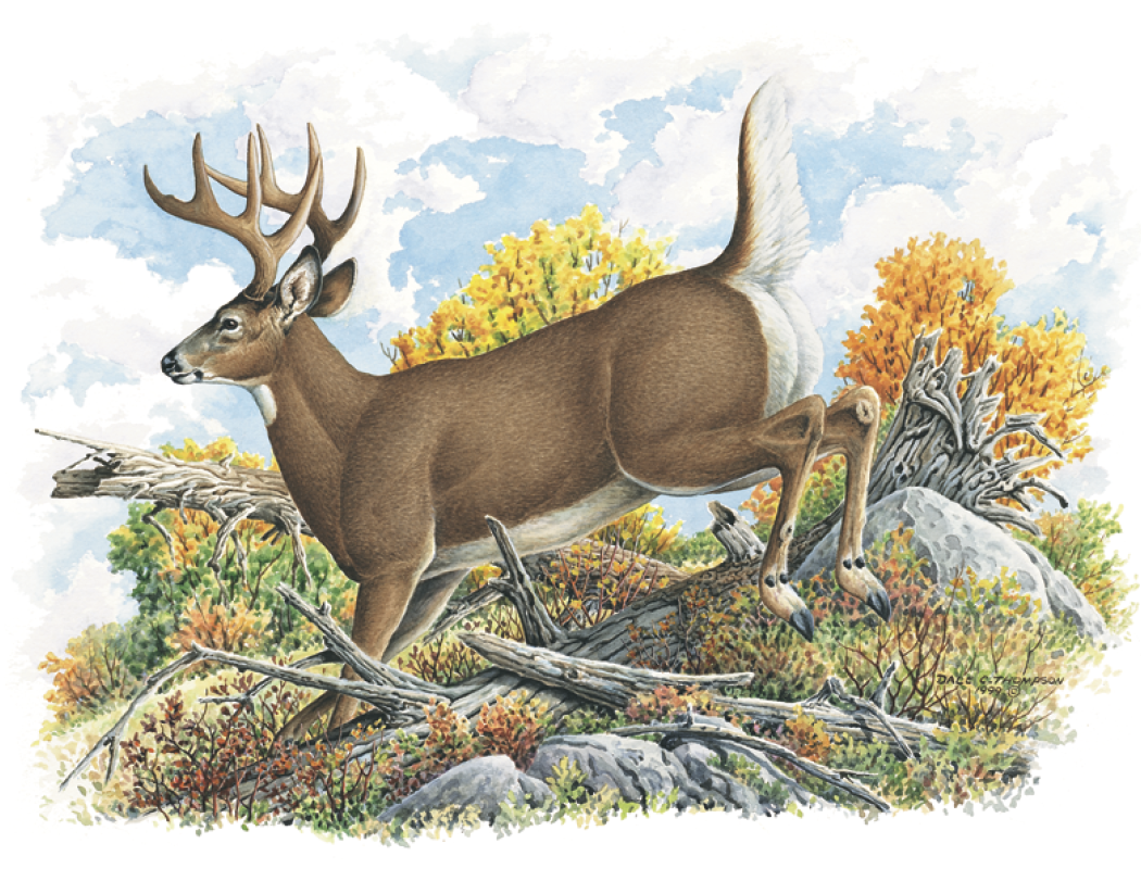 Good Value™ Wildlife Trek - Stapled Calendar 52