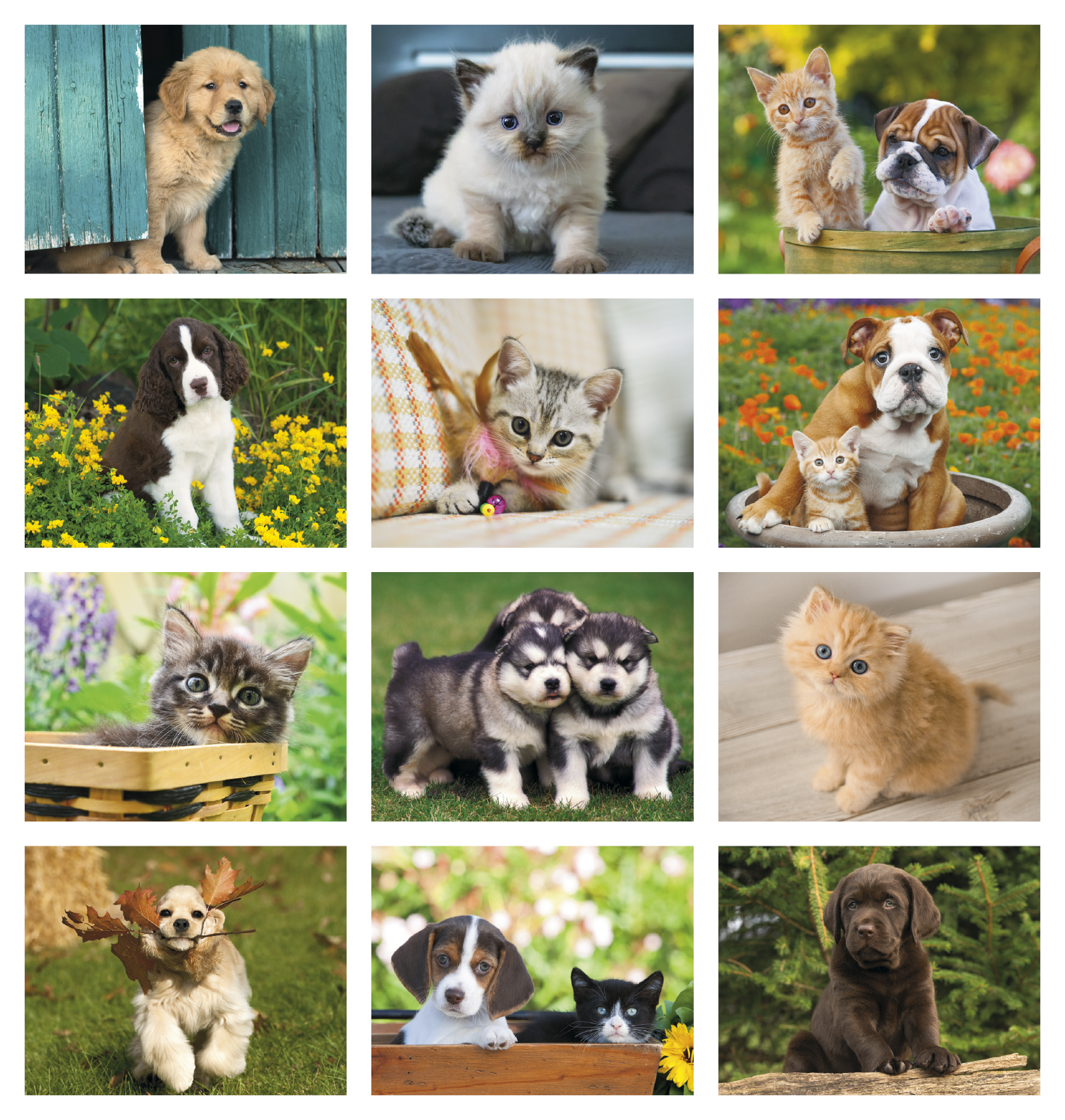 Good Value™ Puppies & Kittens - Spiral Calendar 35