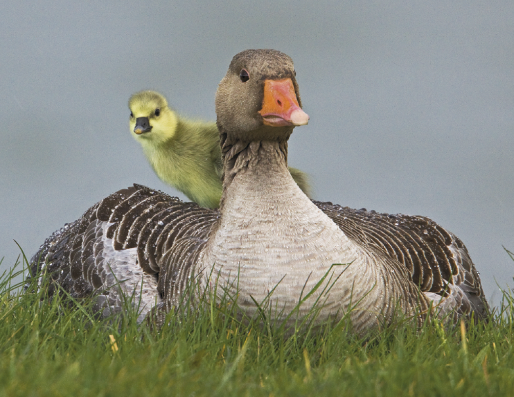 HotLine® Products Animal Babies Appointment Calendar - Stapled 28