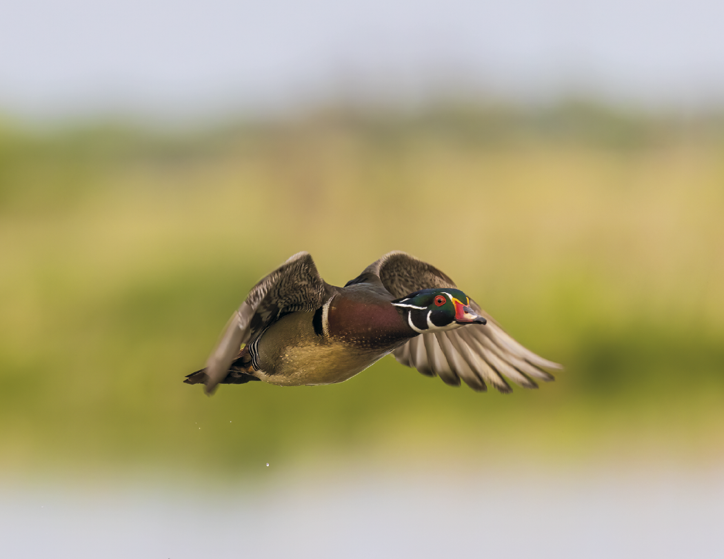 Good Value™ Waterfowl - Stapled Calendar 20