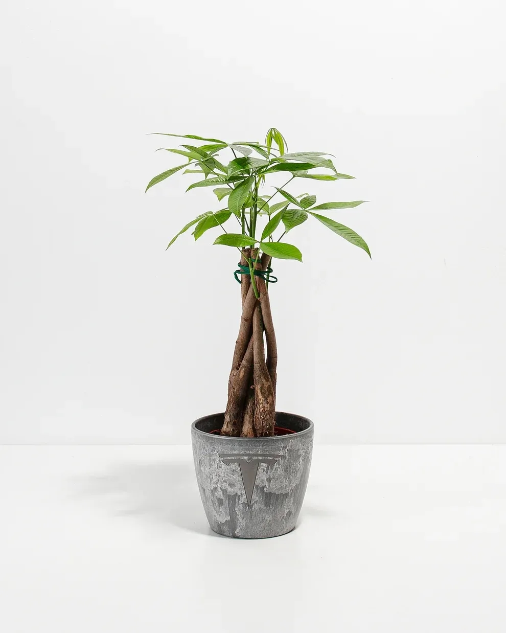 Money Tree Plant Kit