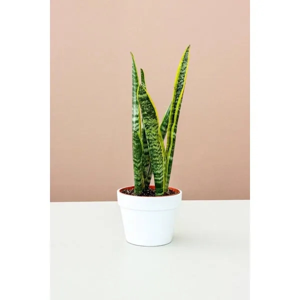 Variegated Laurentii Snake Plant