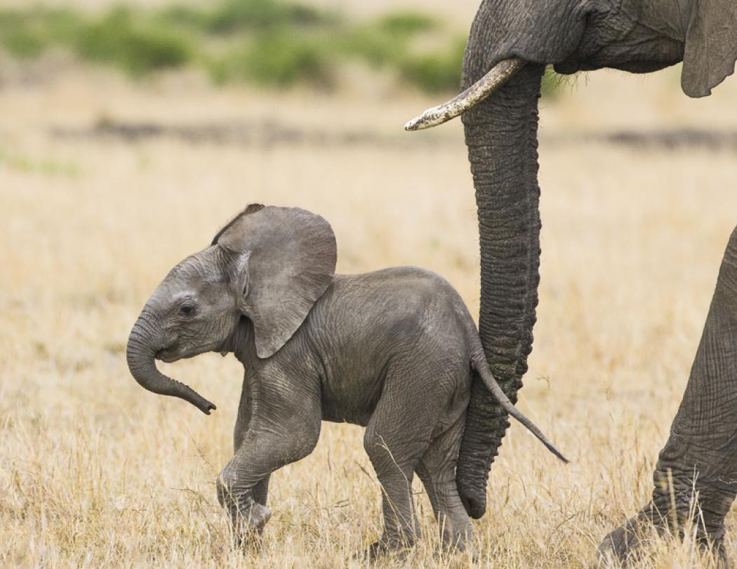 HotLine® Products Animal Babies Appointment Calendar - Stapled 6