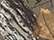 Licensed Camo Cap - LC10 15