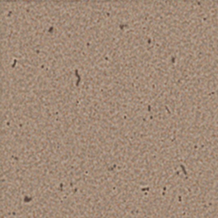 24-hr Quick Ship Plain Economy Folders 5