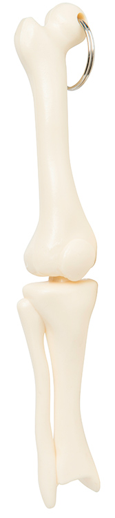 Knee Joint Keyring 1