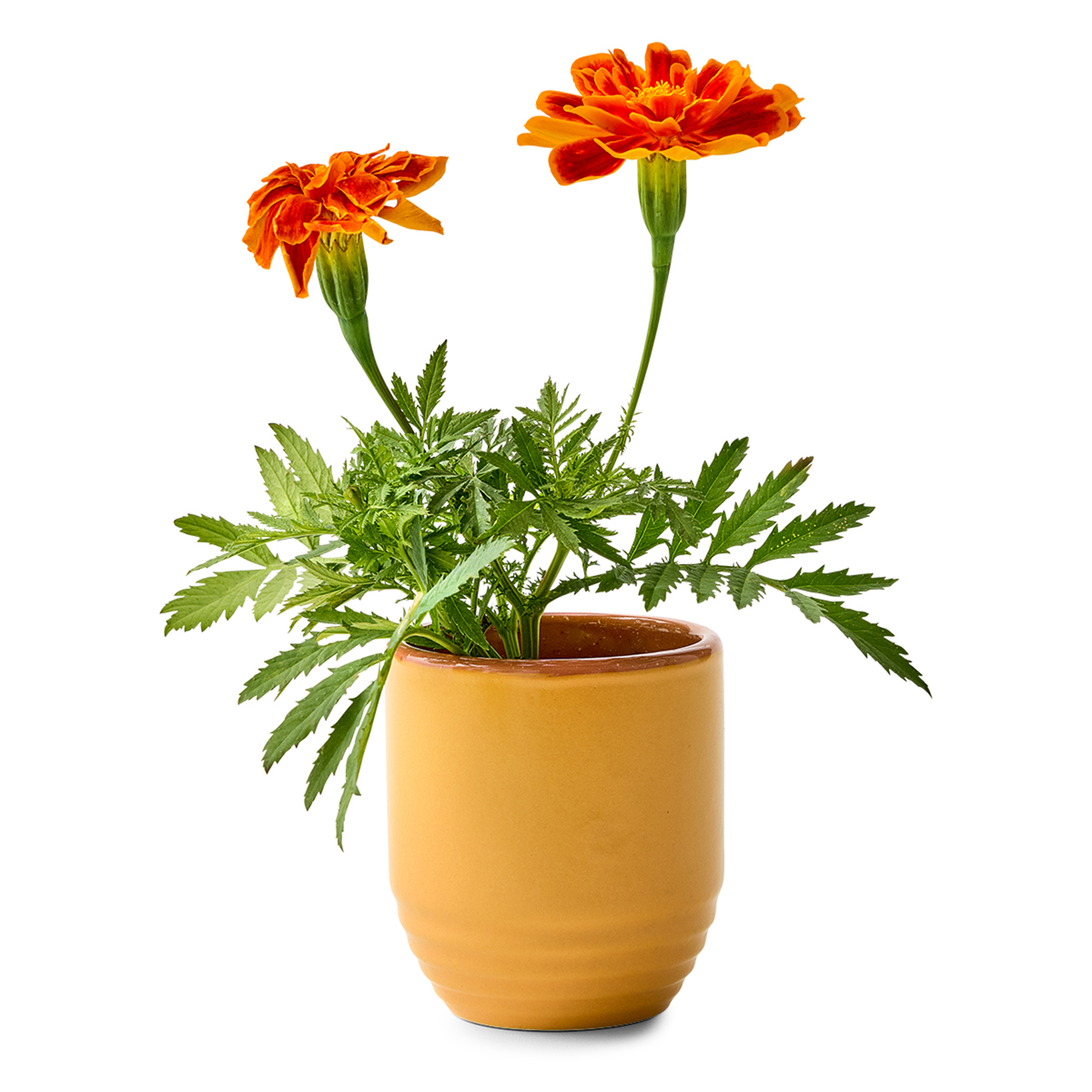 Modern Sprout® Garden Vibes Candle/Planter 36