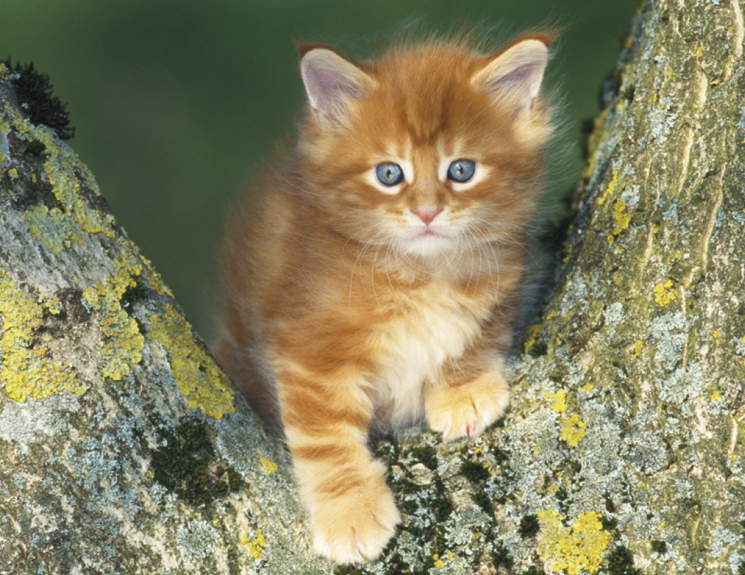 HotLine® Products Four Paws Appointment Calendar - Stapled 44